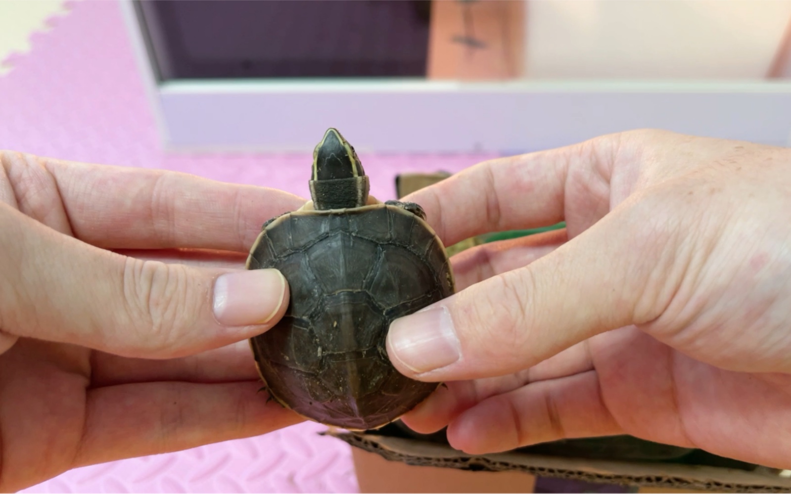 开箱最便宜的半水龟:安布闭壳龟(新人up主为升级lv6送龟福利活动来啦)