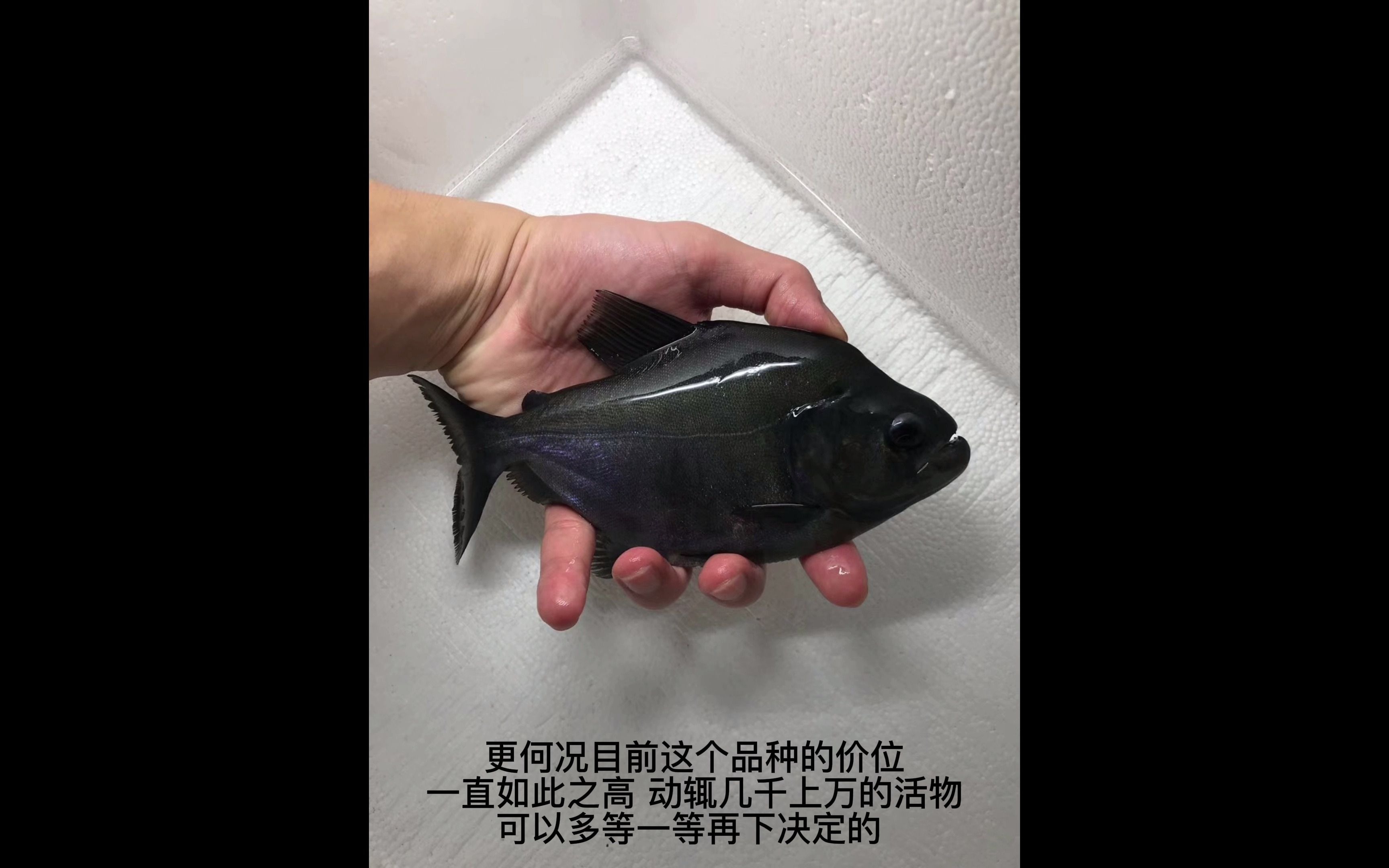 秘鲁普黑简介_哔哩哔哩_bilibili