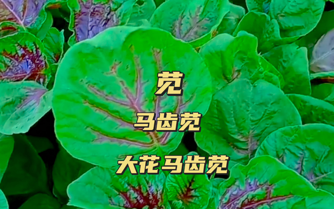 苋,马齿苋,大花马齿苋是一种植物吗哔哩哔哩bilibili