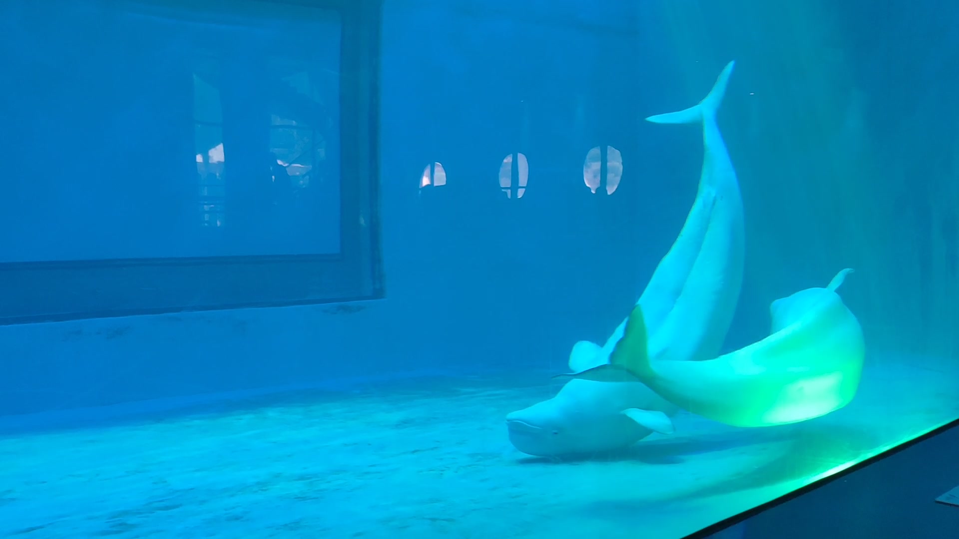 深圳小梅沙海洋世界大白鲸随拍