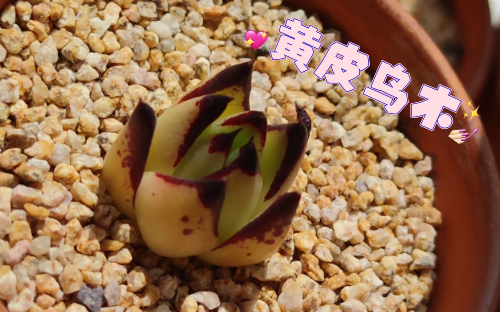 多肉黄皮乌木能保持黄色大概是多亏了红陶盆了