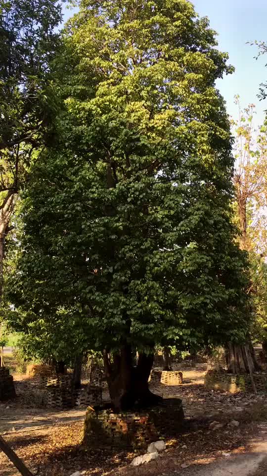 全冠秋枫头110cm