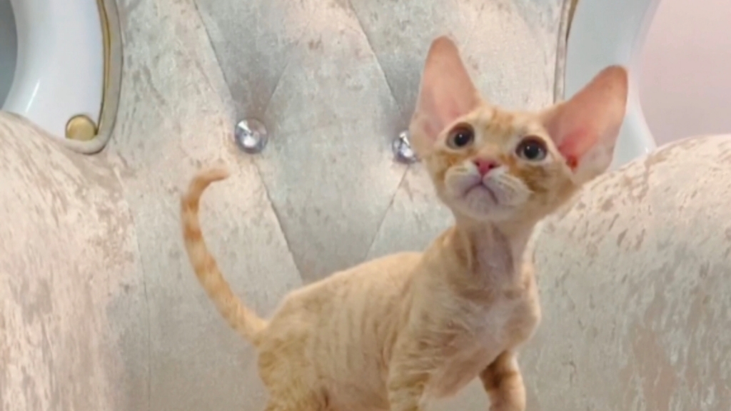 梦中情猫77红虎斑德文卷毛猫