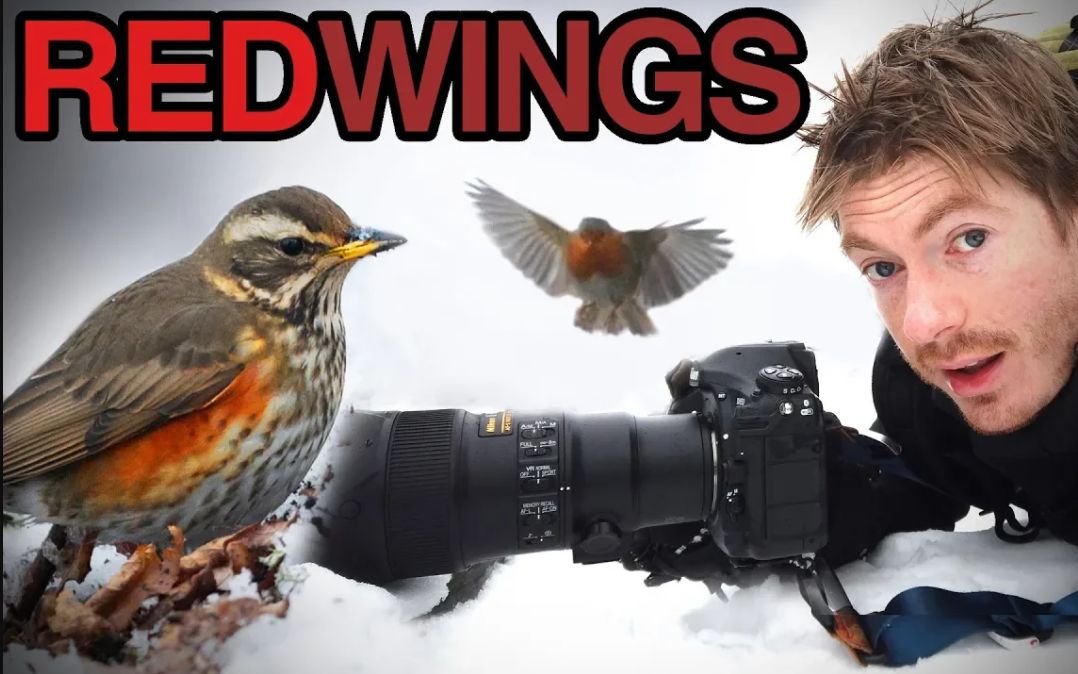 【生肉】4k|rob blight|雪中的白眉歌鸫|野生动物摄影vlog|尼康nikon