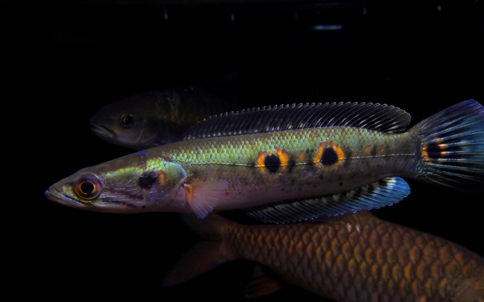 七彩海象雷龙鱼的崛起_哔哩哔哩_bilibili