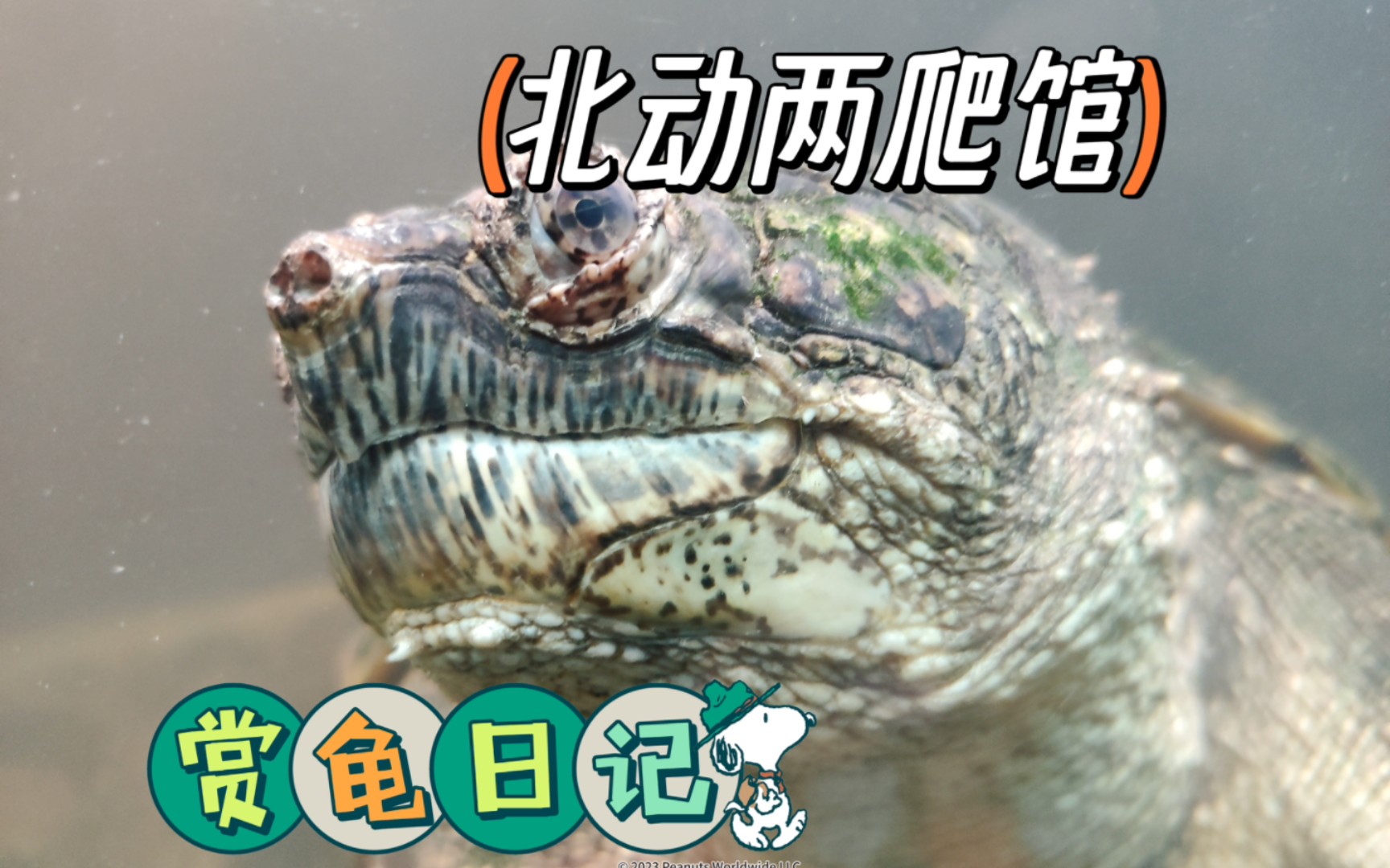 【随拍】2023年10月12日 北京动物园 两栖爬行动物馆