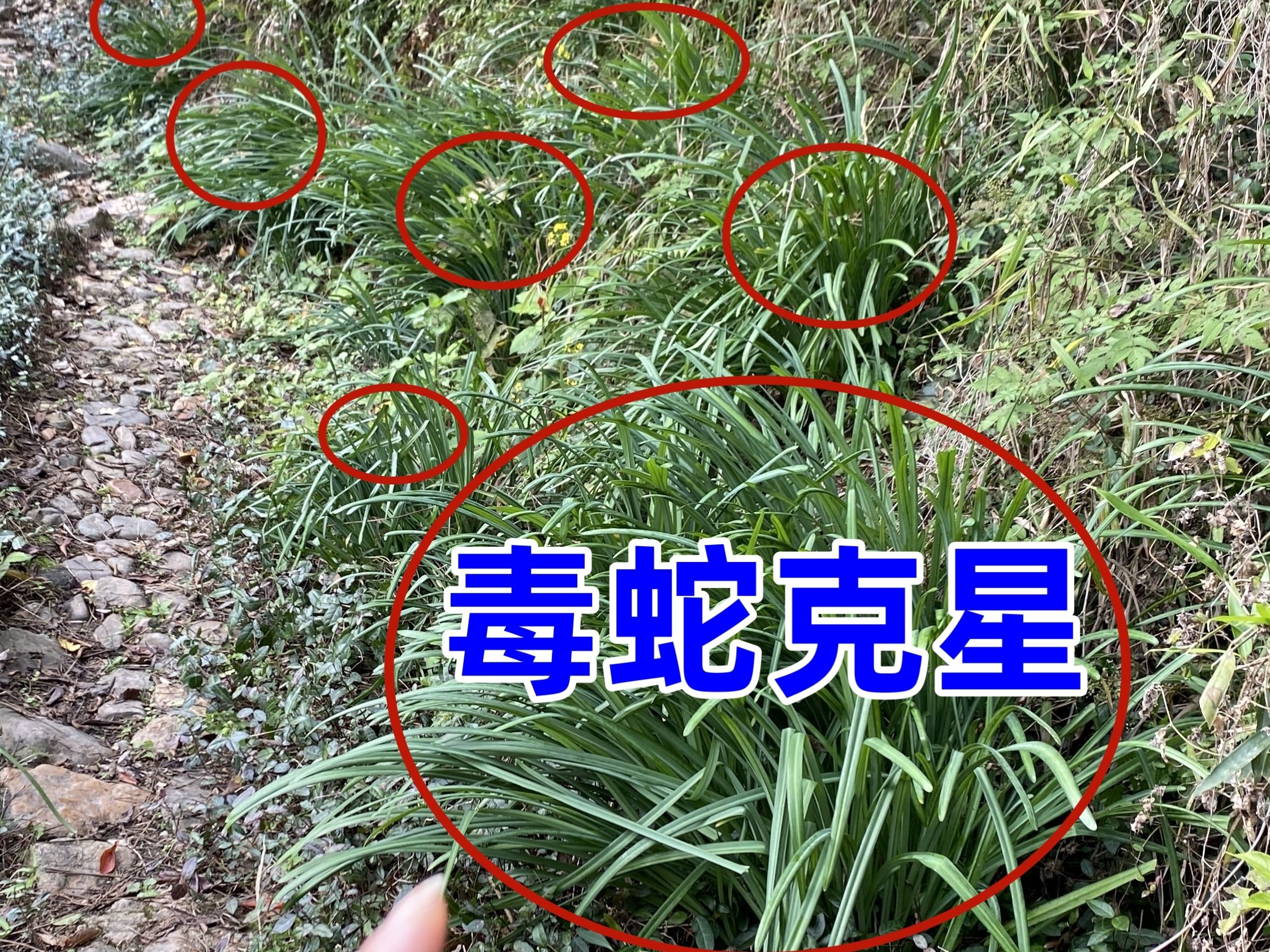 农村稀有的植物,老一辈称是"毒蛇克星",很多人没见过,都想要