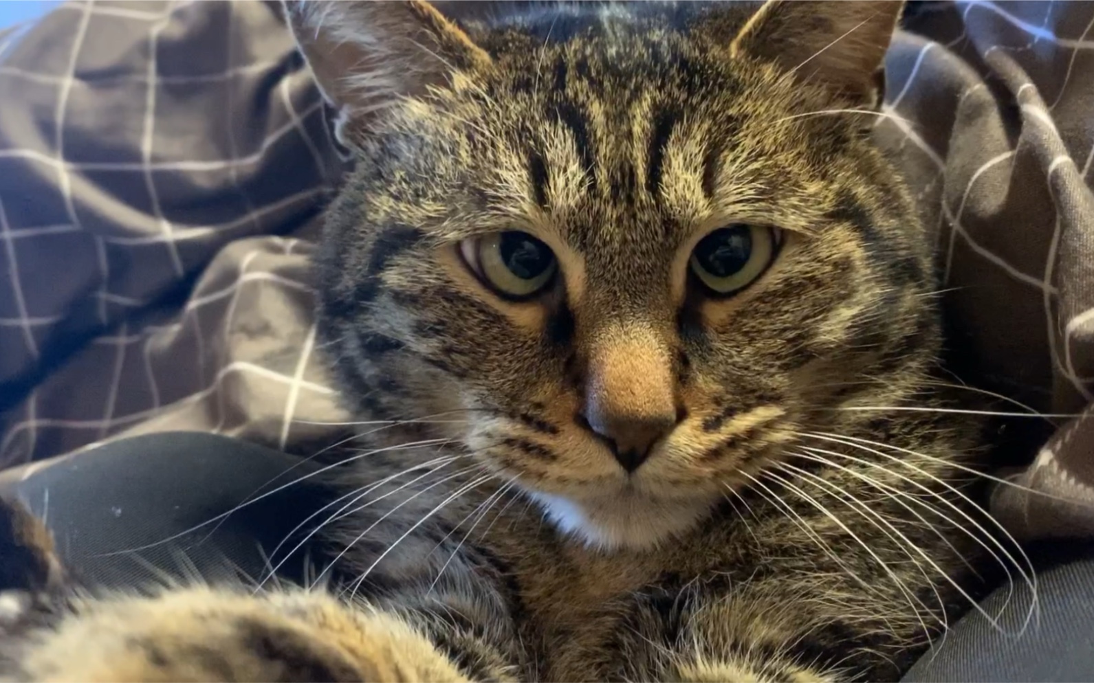 这就是我们的中国狸花猫!