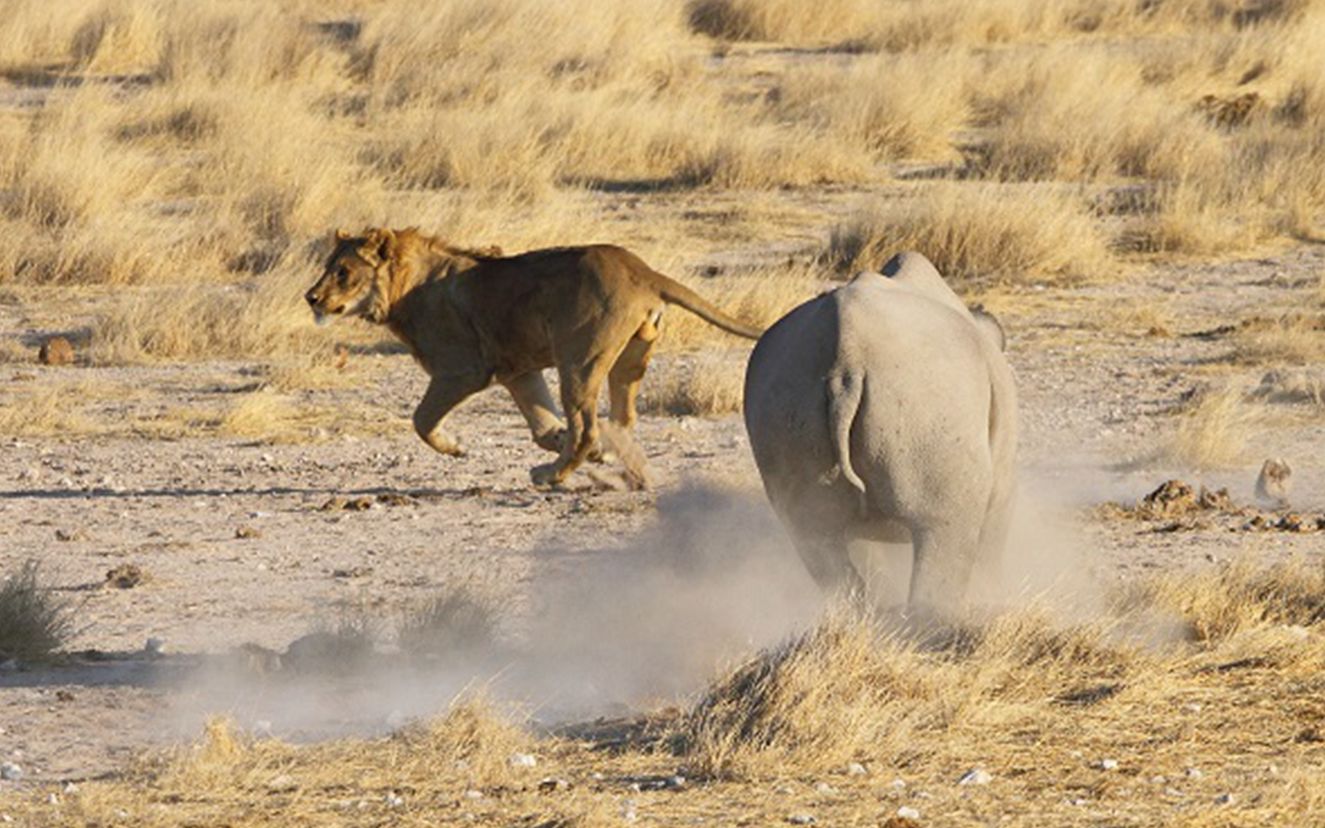 实拍狮子一口咬住犀牛,犀牛反而强势反击,狮子:大哥饶命啊!