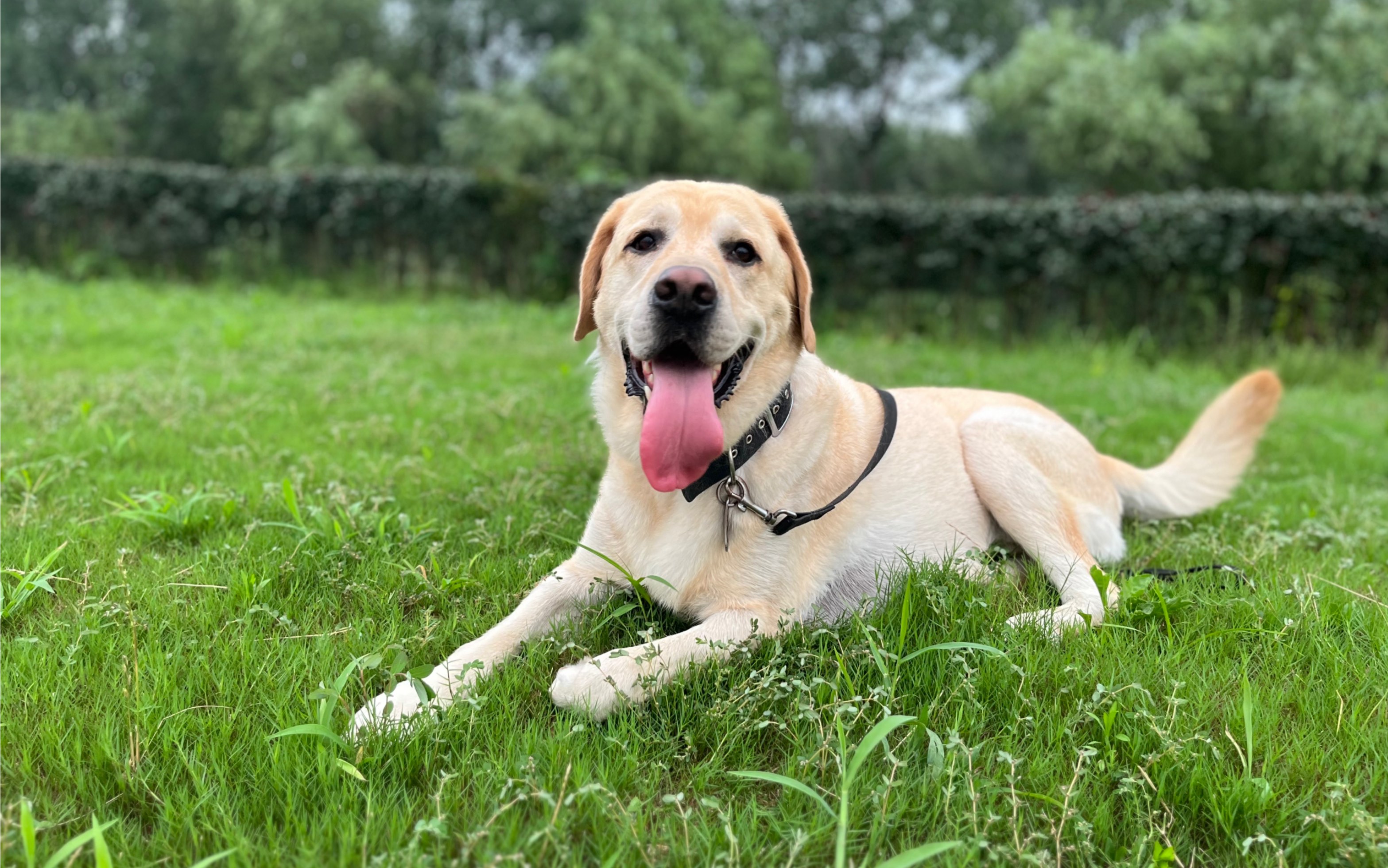 夏日草地和小狗的适配度是?