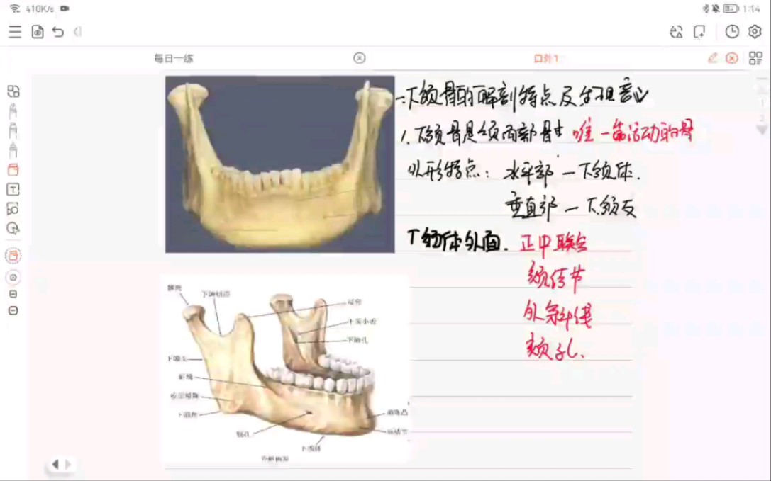 下颌骨解剖特点哔哩哔哩bilibili