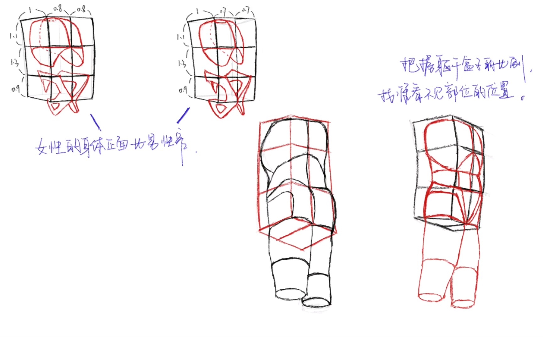 [图]《艺用动态解剖》14 把握躯干盒子的比例