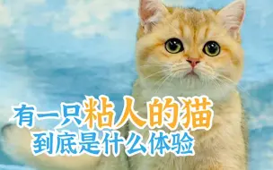 Скачать видео: 有一只粘人的猫，到底是什么体验