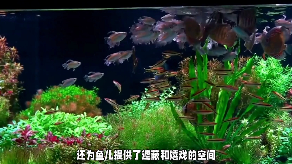 鱼缸造景,适合都市人亲近自然的生活方式