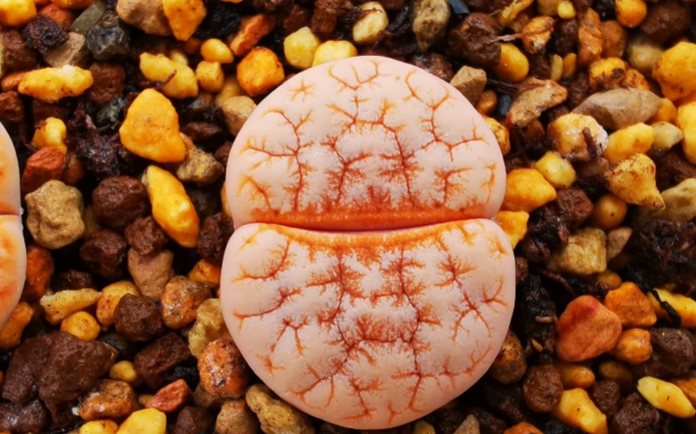 生石花开箱贵货生石花c309a拿铁咖啡6棵500多真香