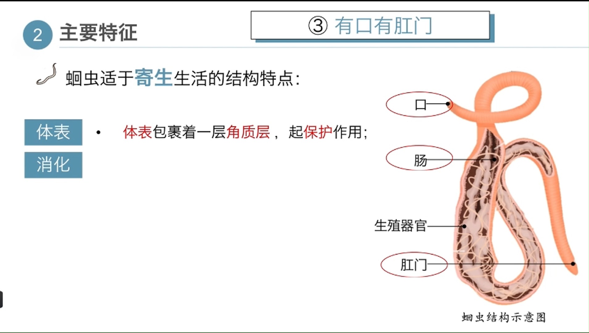 5.1.2 线形动物与环节动物(第一课时)哔哩哔哩bilibili