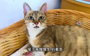 Tải video: 大咪是只信守承诺的猫 答应我一年生一次 它做到了 今天正好一年