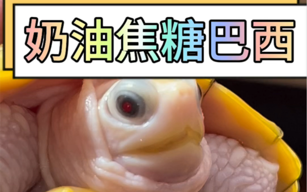 奶油焦糖巴西龟