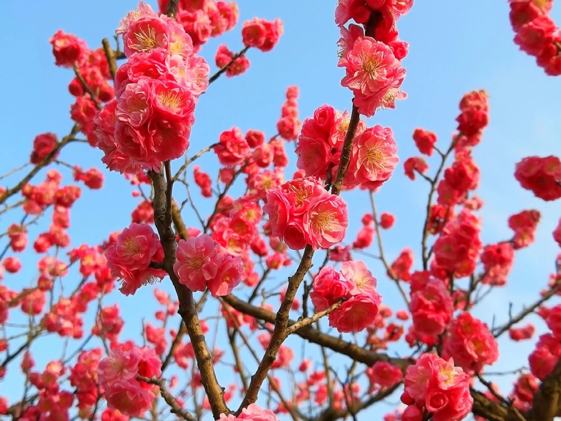 梅花有什么特点开花图片