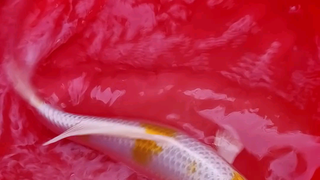 极品白凤凰锦鲤鱼