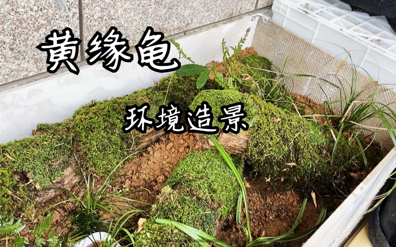 【黃緣龜環境造景】枯木苔蘚原生缸