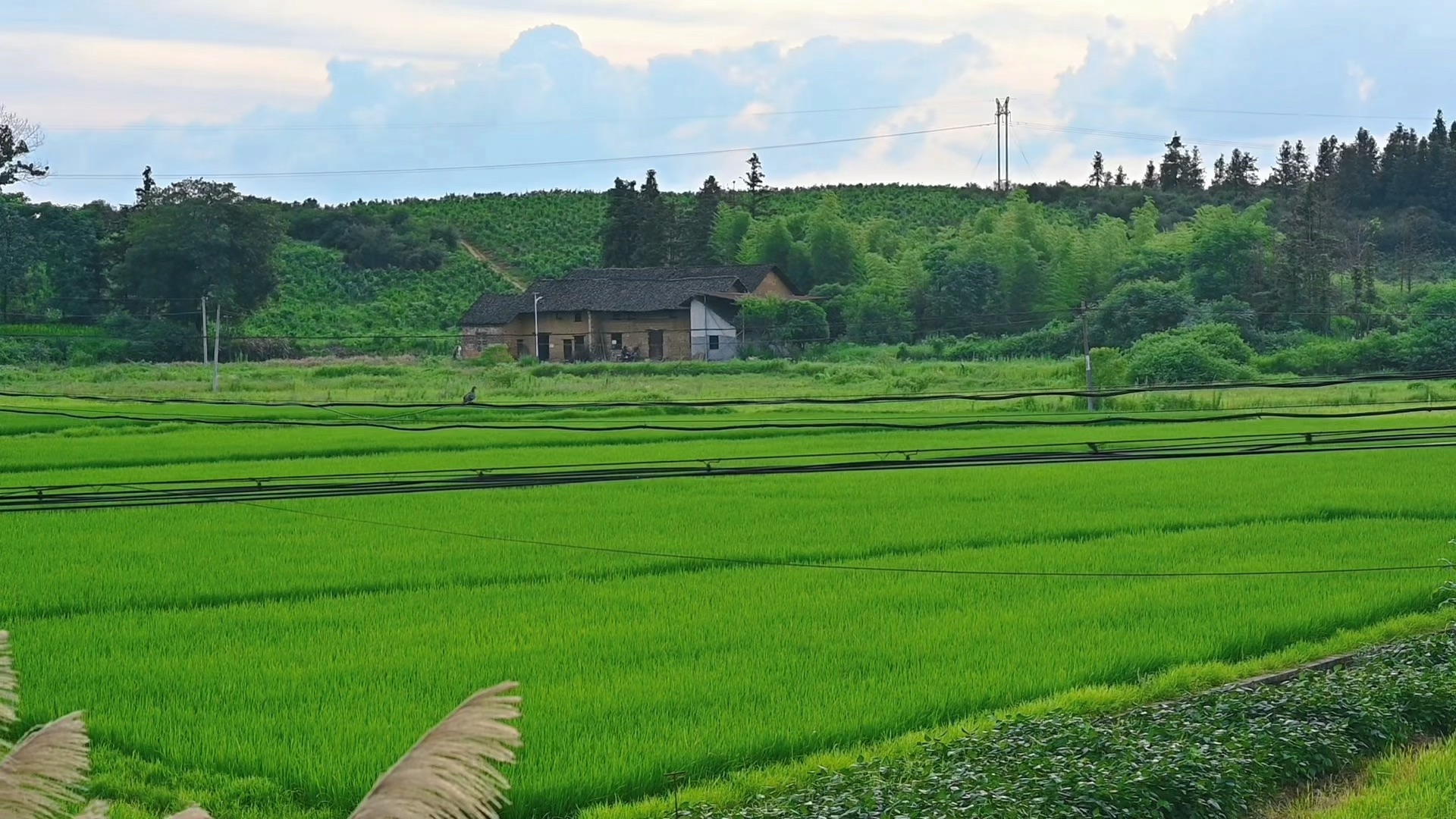 夏天的乡村,蝉鸣,田园,禾苗,烟火气,最是惬意.
