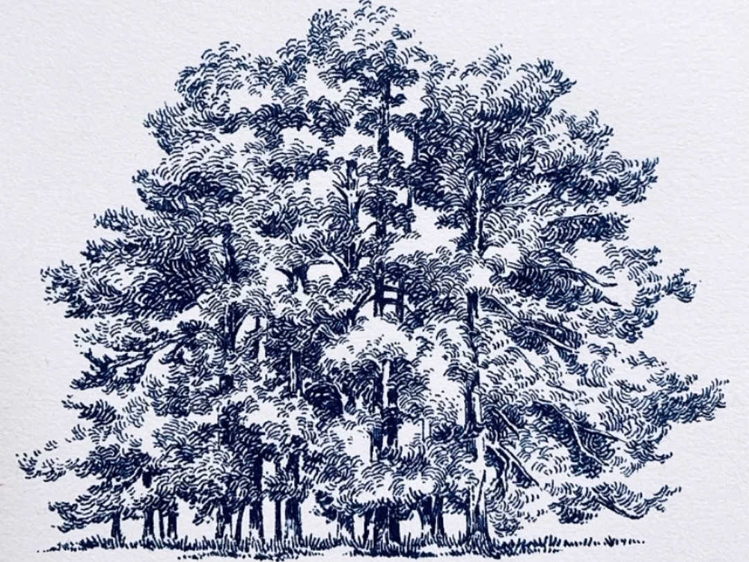 钢笔画|【树林】是比石头和云朵更难打的大boss,心魔一样的存在
