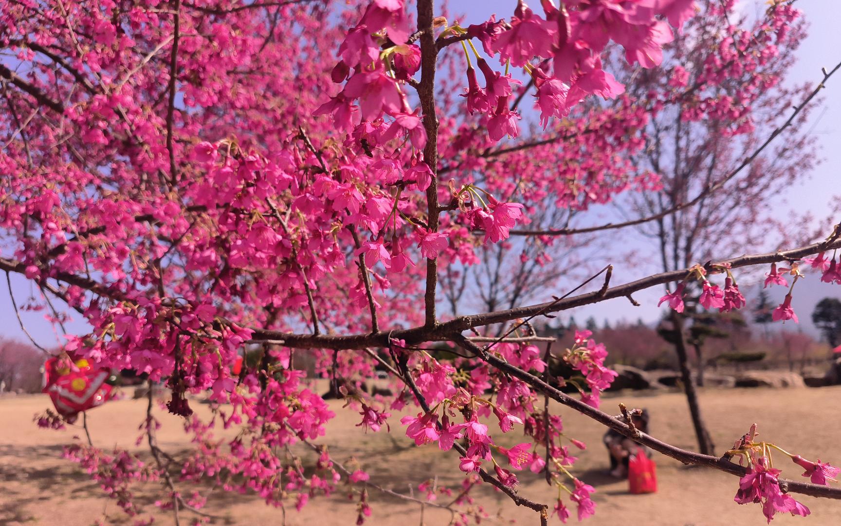 【小城邵武(小化邵武出行vlog)】第五期:大埠岗樱花小镇