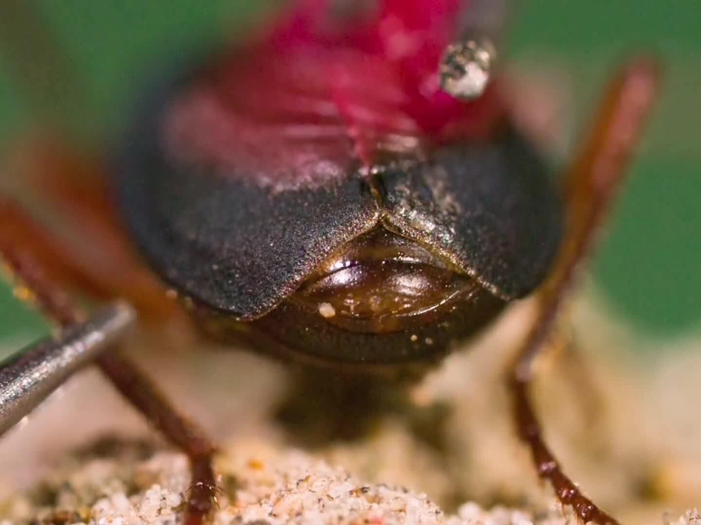 恐怖的炮弹甲虫,它是如何发射化学炮弹的,颠覆你的认知.