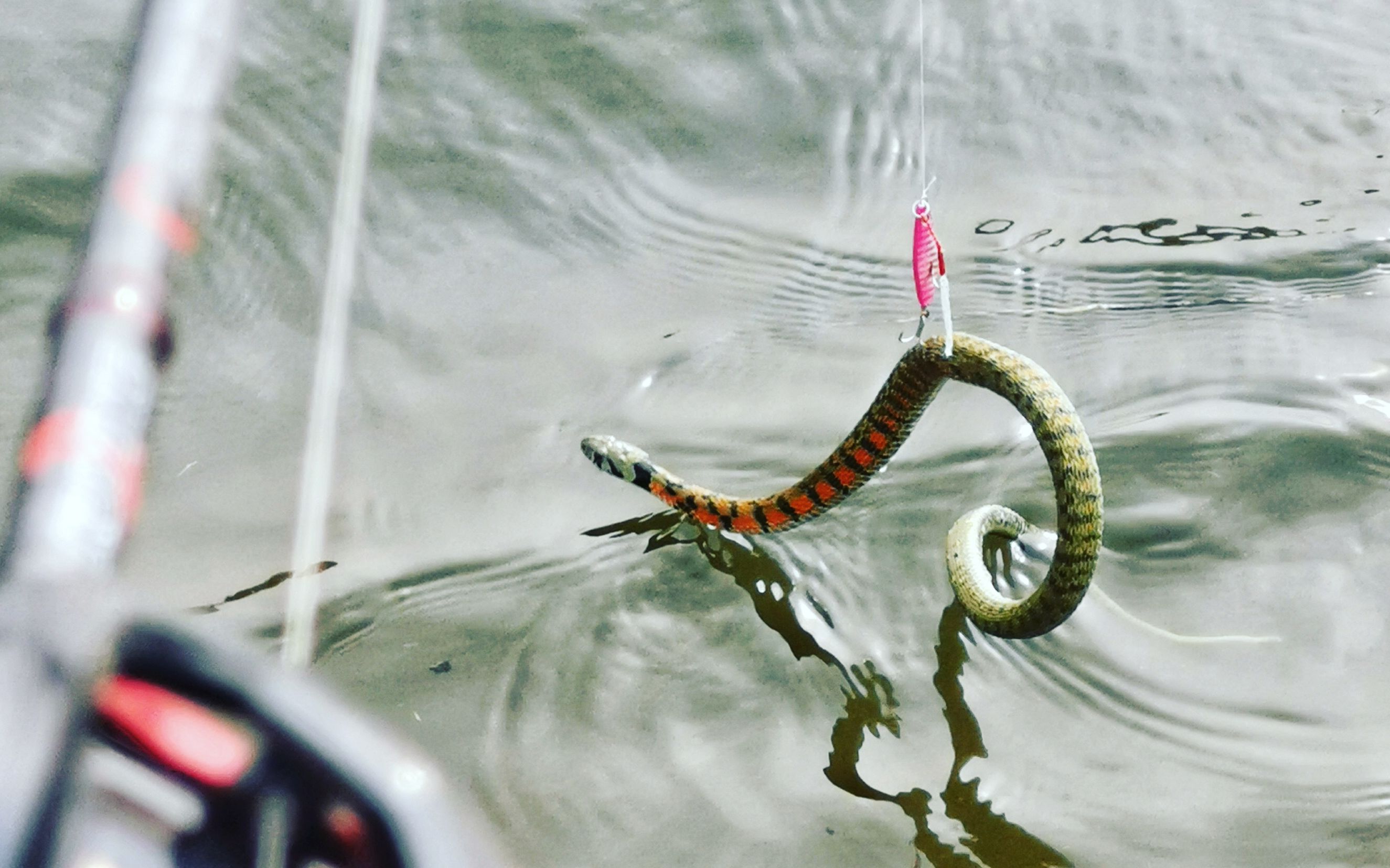 驯鱼日记第21集小伙民间钓蛇实录
