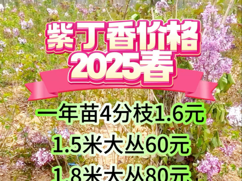 紫丁香价格2025年春季行情走势,丁香球 丁香球 丁香花哔哩哔哩bilibili