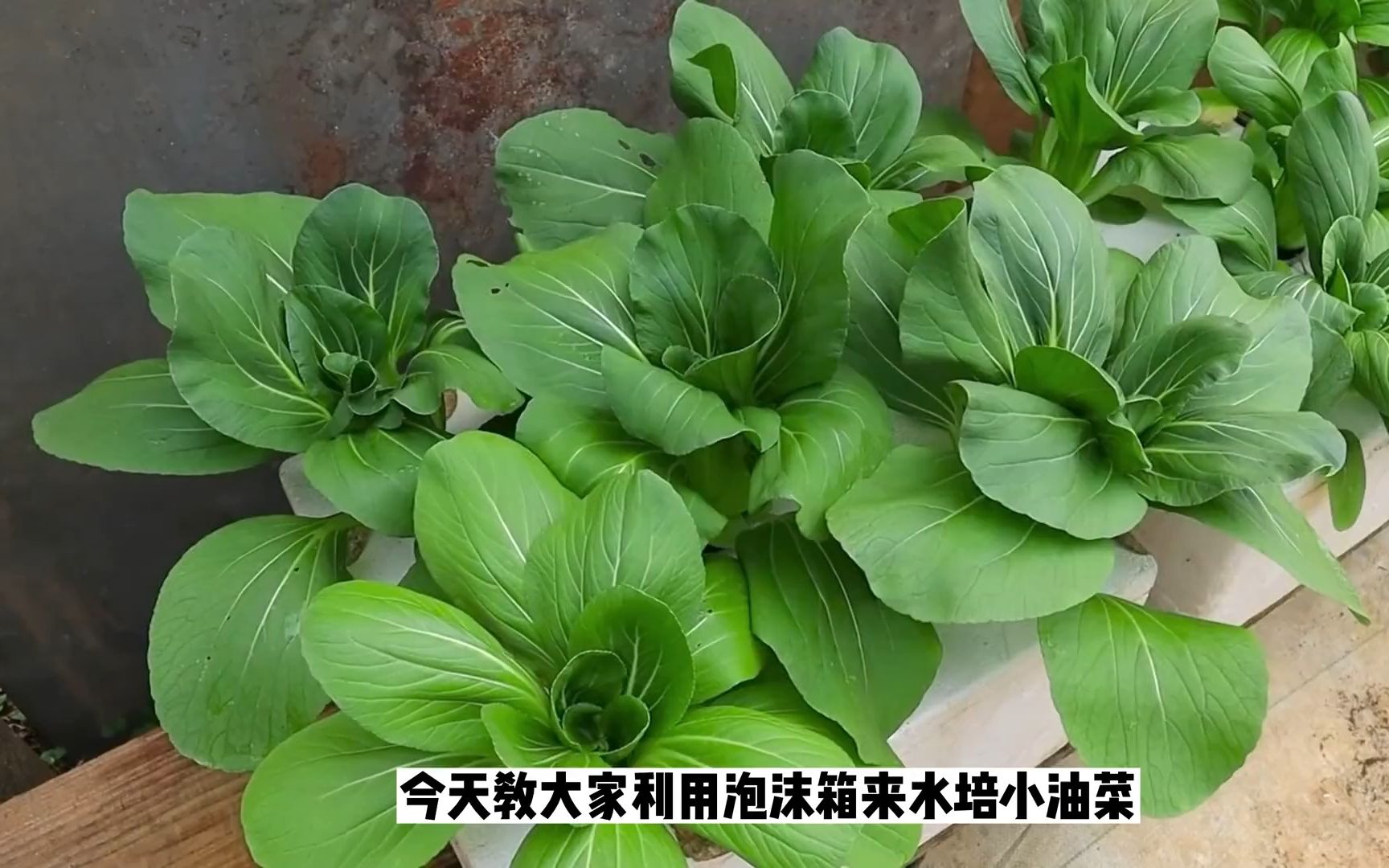 懒人种菜有妙招!泡沫箱水培小油菜,不用浇水施肥省时还省力!