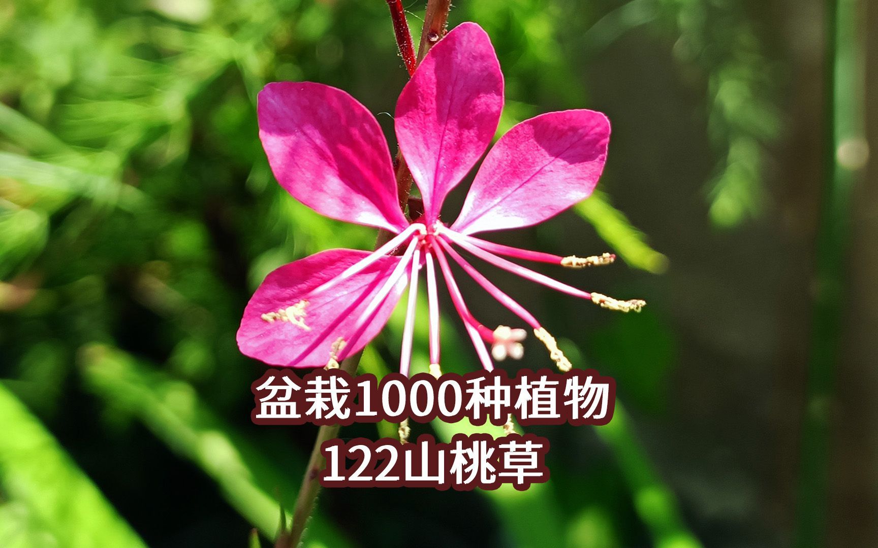 盆栽1000种植物|122 山桃草哔哩哔哩bilibili