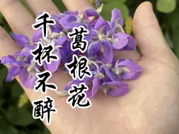 Download Video: 葛根花，一种可使人千杯不醉的奇花！