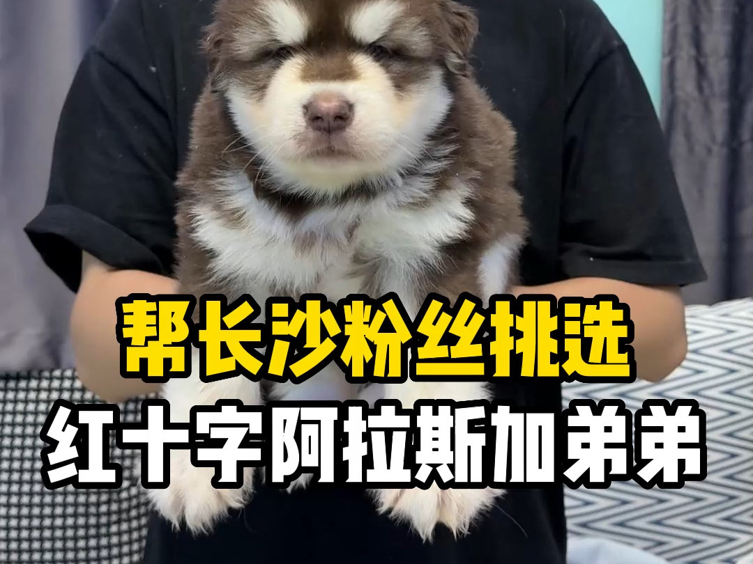 君瀚阿拉斯加犬舍帮长沙粉丝挑选红十字阿拉斯加幼犬,这只是弟弟,同窝