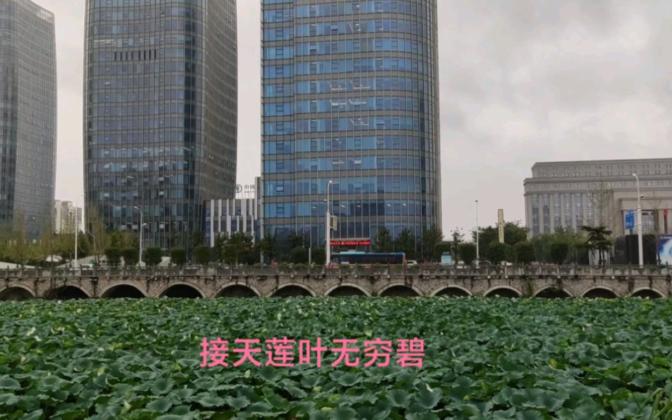 [图]一叶青莲一叶雨，一池芙蕖一池风，一场秋雨一场凉