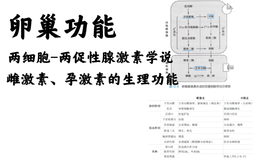 卵巢功能:两细胞两促性腺激素学说、雌激素与孕激素的生理作用哔哩哔哩bilibili