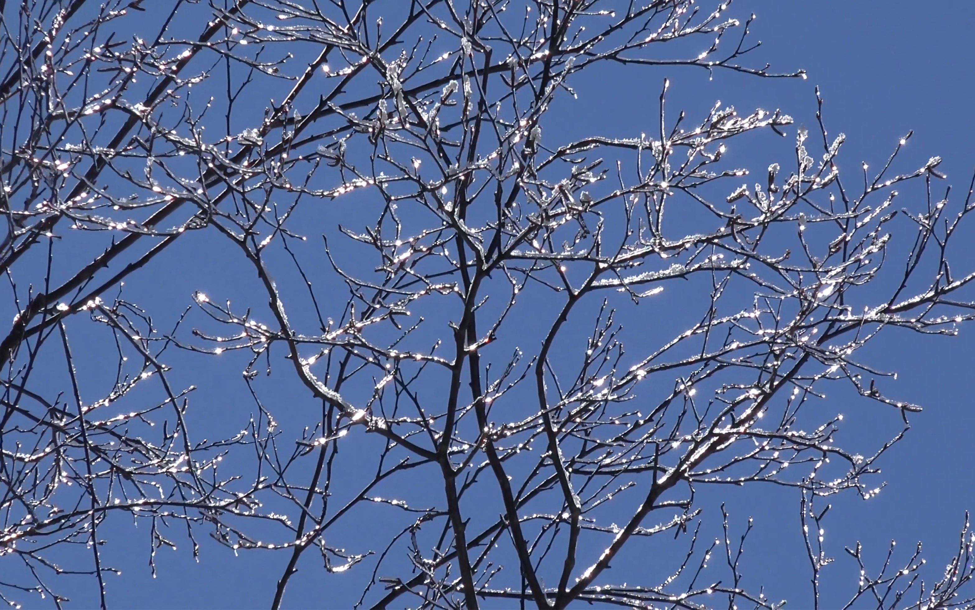 [图]《Snowdreams（雪之梦）》—雪消冰又释，景和风复暄