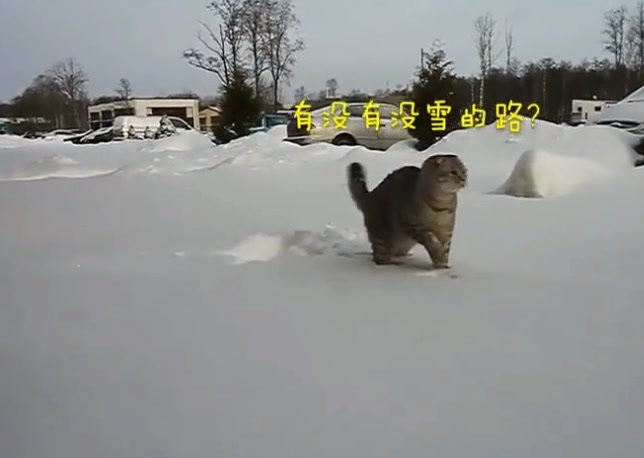 宅猫和社会猫走在雪上的区别哔哩哔哩bilibili