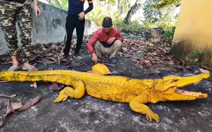 Video herunterladen: 羊全部惨死在稻田边，追查线索发现一条金色鳄鱼，难道他是真凶？