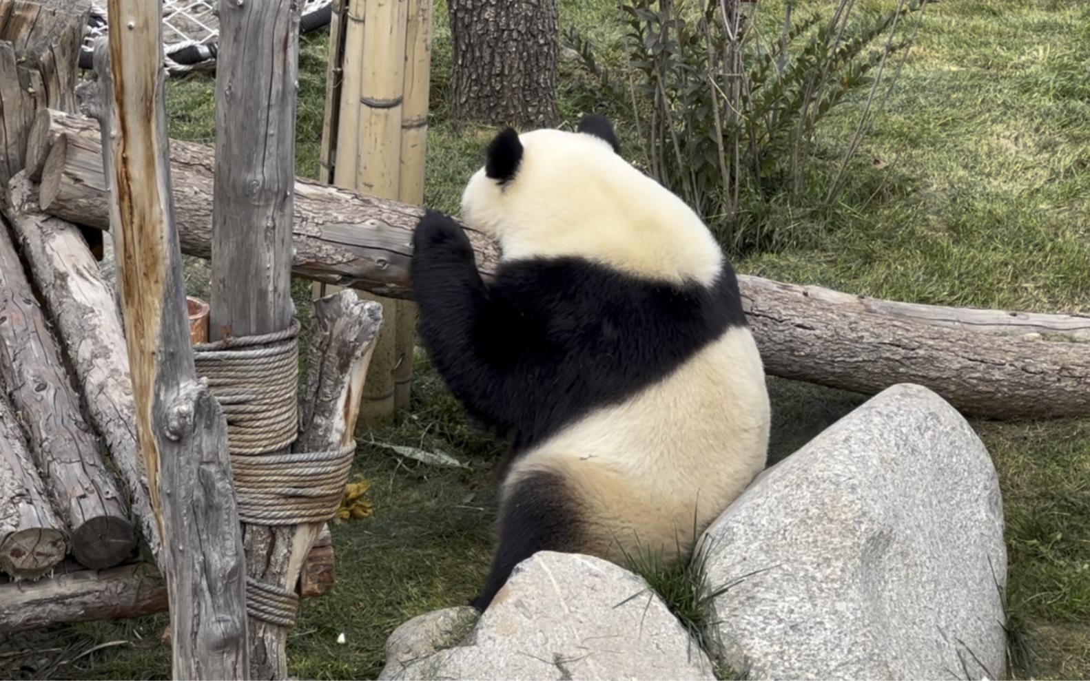 【西宁野生动物园】熊猫美美～我只是一只失去梦想的肥……废熊了