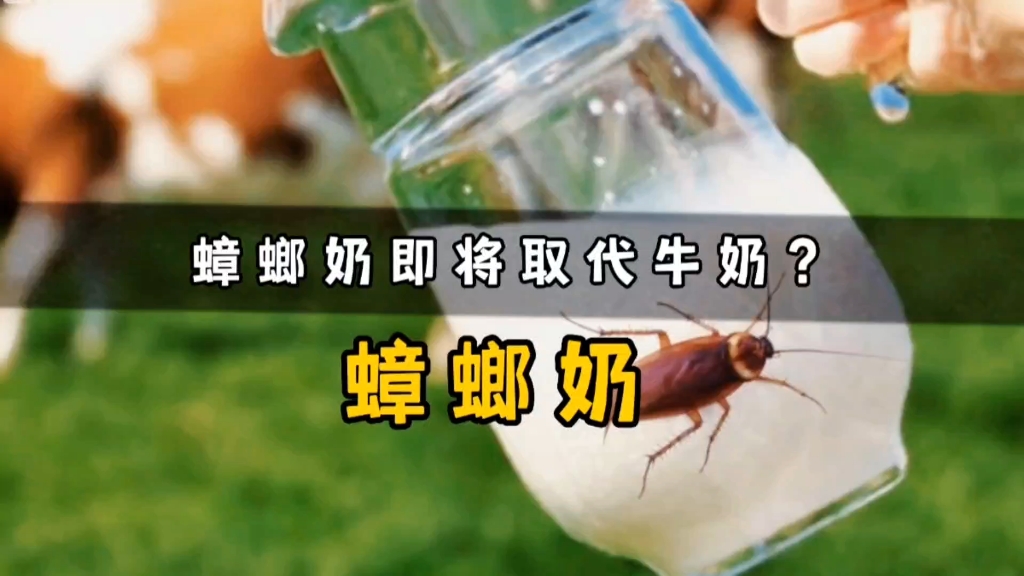 为什么蟑螂奶未来会取代牛奶?