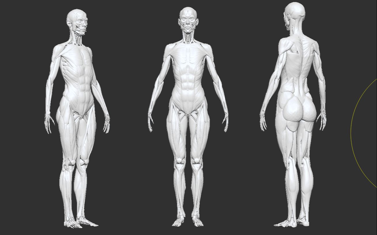 [图]【Zbrush】- 艺用人体解剖 - 人体雕刻速成指南