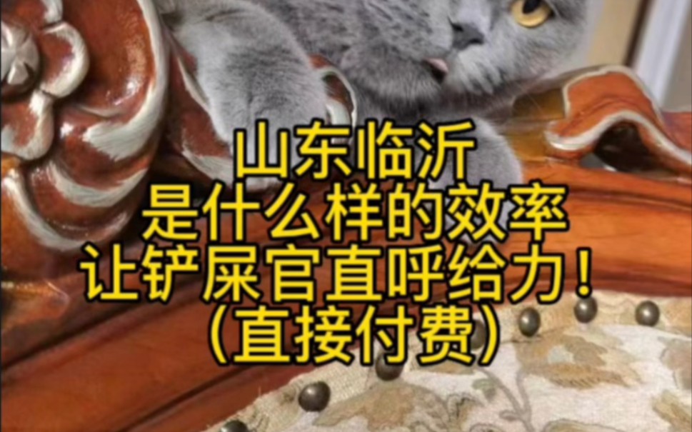 ##找猫方法##柯南寻猫寻狗专业寻宠物团队# #临沂寻猫##山东找猫团队##临沂靠谱寻猫公司##全国性寻猫团队##山东临沂寻猫# #如何快速找 #临沂指导寻...