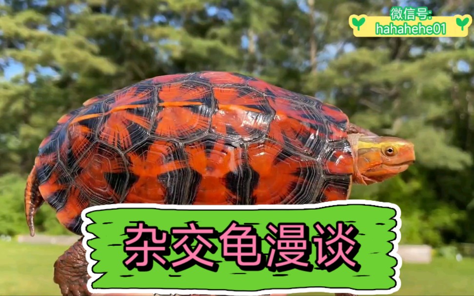 杂交龟漫谈箱龟东箱黄缘