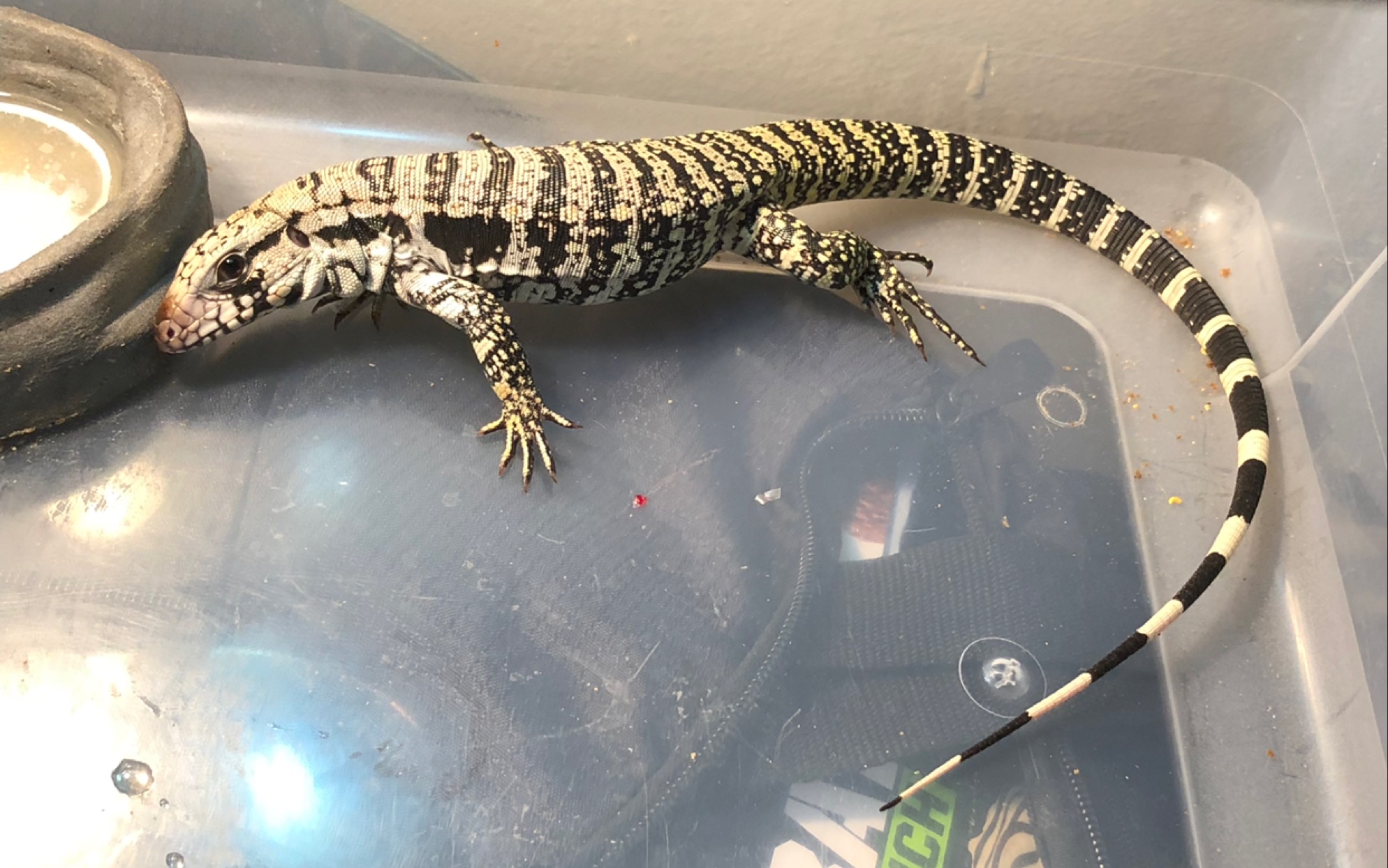 【超·冰河蓝泰加】进食乳鼠的硬核壁咚日常_哔哩哔哩 (゜-゜)つロ