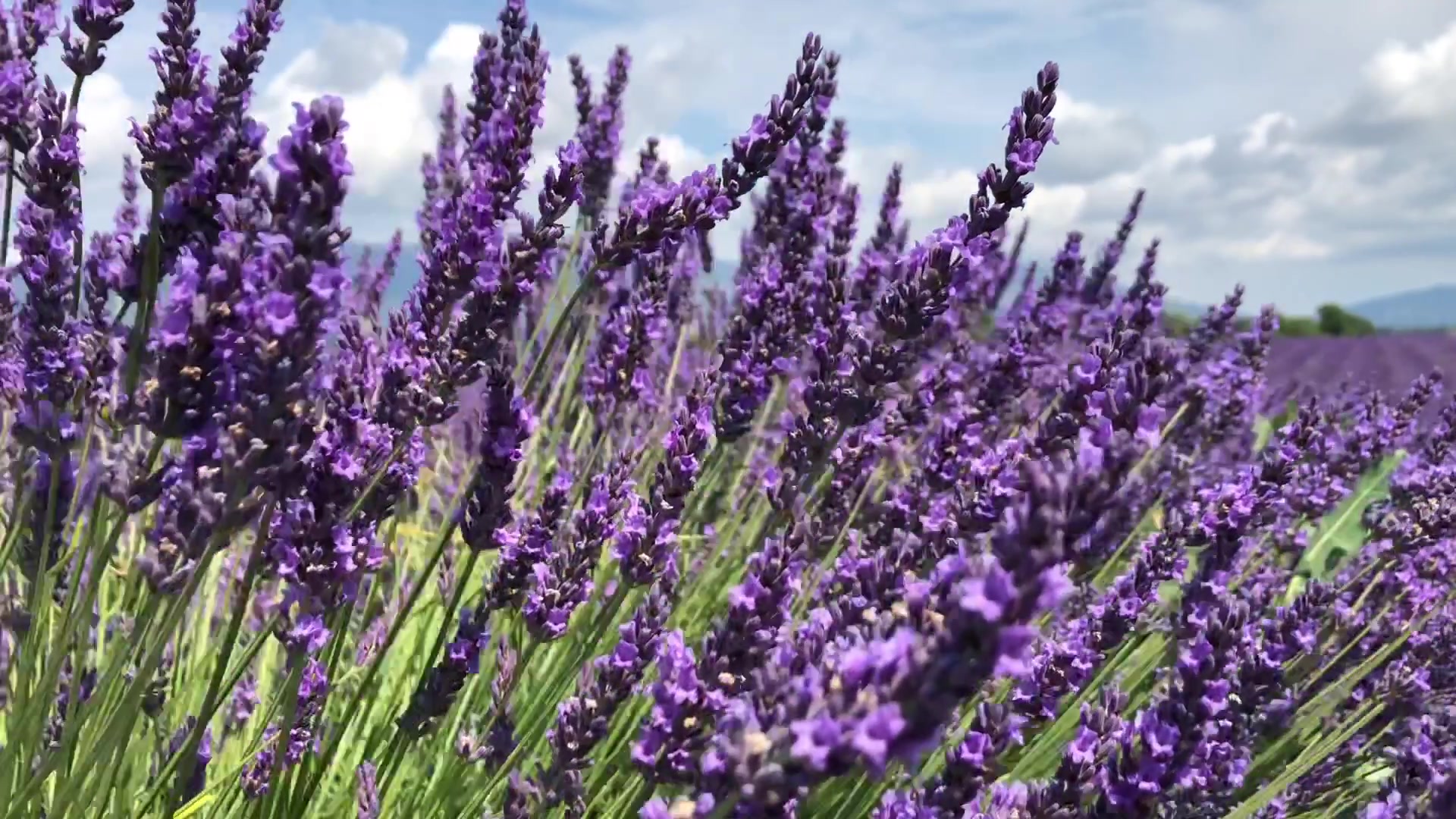 [图]Une journée en Provence 普罗旺斯的一天