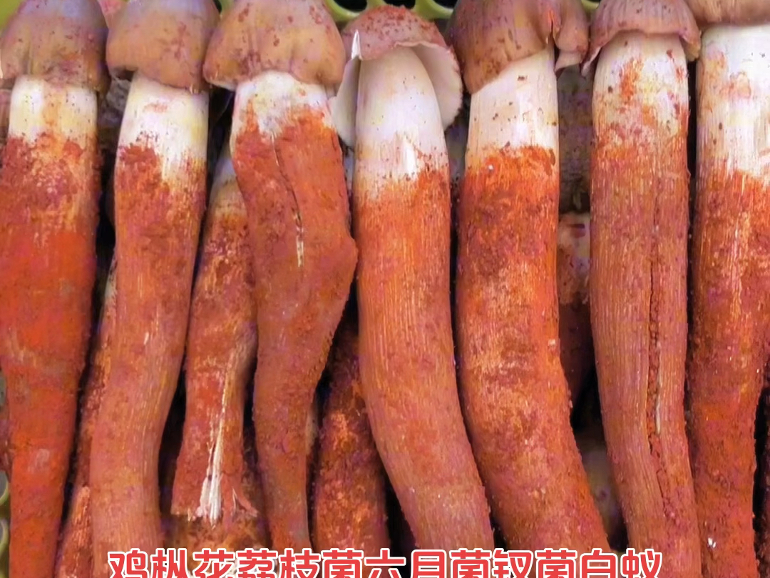云南野生鸡03菌名称因地而异,广东称鸡枞,潮汕称鸡肉菇,台湾和福建