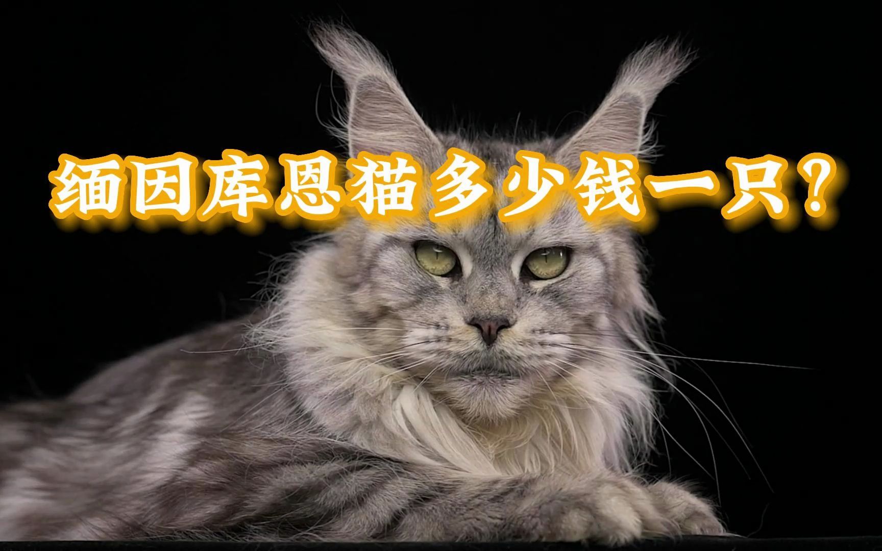 缅因库恩猫多少钱一只哔哩哔哩bilibili