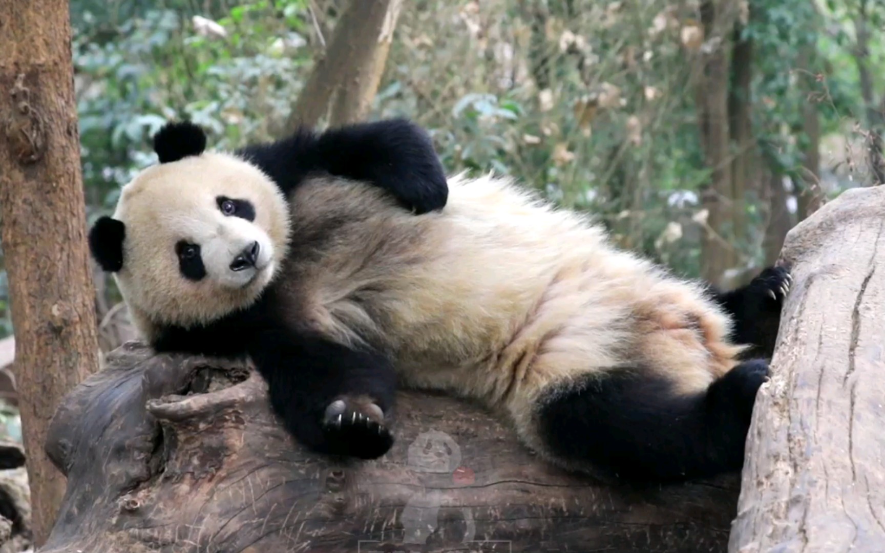 【大熊猫奇一】奇一:我要睡觉了,请帮我关一下灯,谢谢!